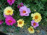 Portulaca mixed 